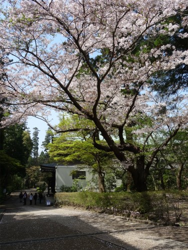 【額装写真】淡色の新緑と山桜        