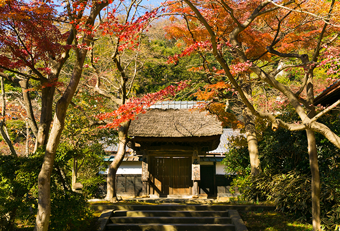 居士林