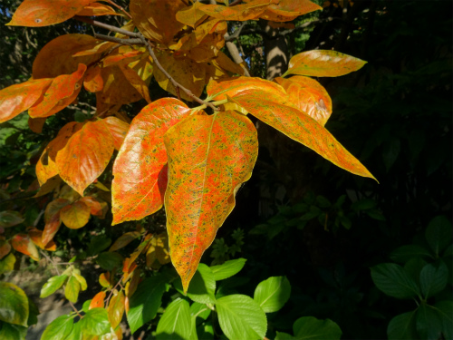 blog-DSC00476