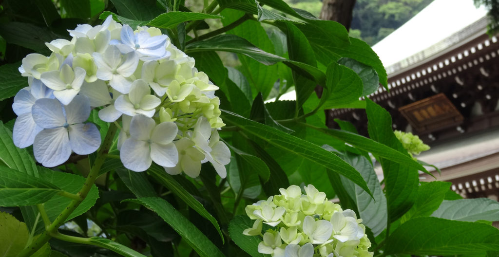 鎌倉紫陽花スポット円覚寺